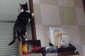 米兰体育官网-体操器械质量监督抽检结果全部合格，体操器械有哪些图片