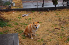 MILANSPORT入口-中国篮球加强数据分析提升战术研究，中国篮球训练现状