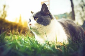 MILANSPORT入口-美国队冲线瞬间激发现场热情，美国队重新比赛