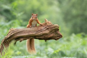 MILANSPORT入口-“彼得森助南非羚羊队登顶世界舞台”