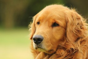 MILANSPORT入口-青训体系缺少科学评估机制，青训体系缺少科学评估机制的原因