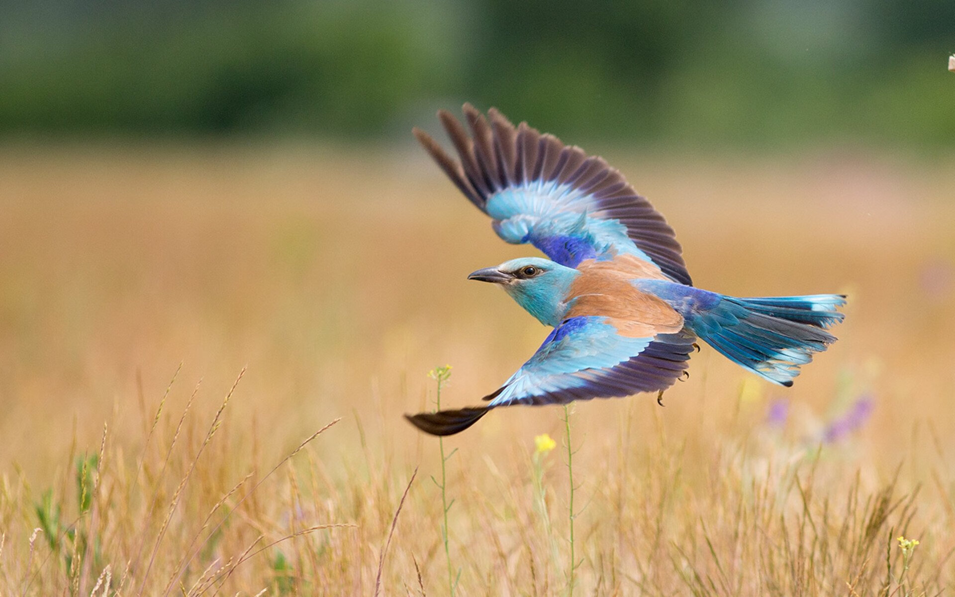 俱乐部缺少科学预算管理工具，俱乐部预算表格