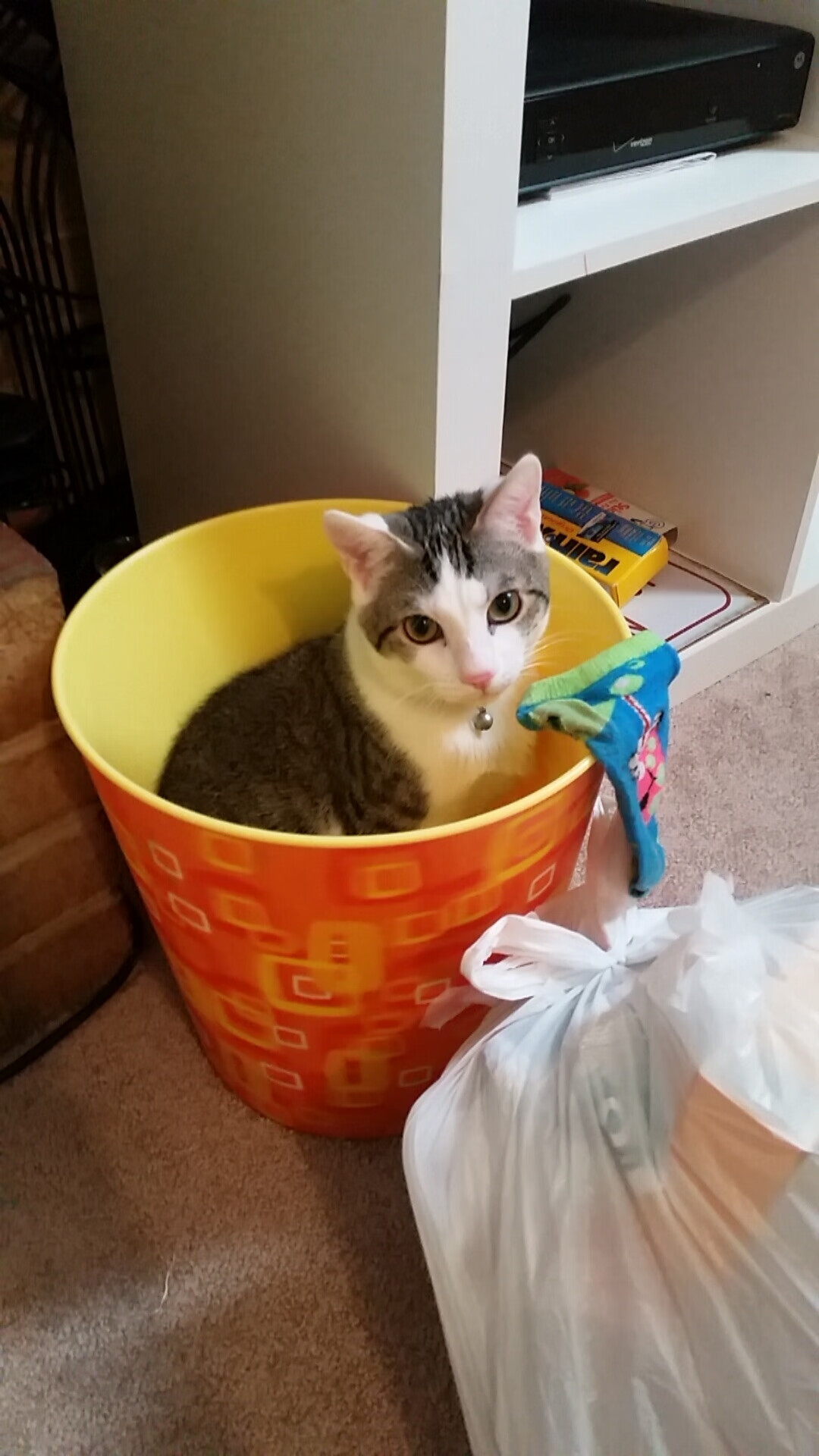 加拿大队赛制分析：团体赛制下如何灵活调整应对变化，加拿大队员