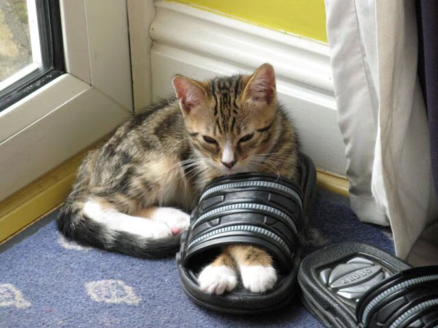 足球青训重视语言能力提升国际交流力,足球青训的重要性