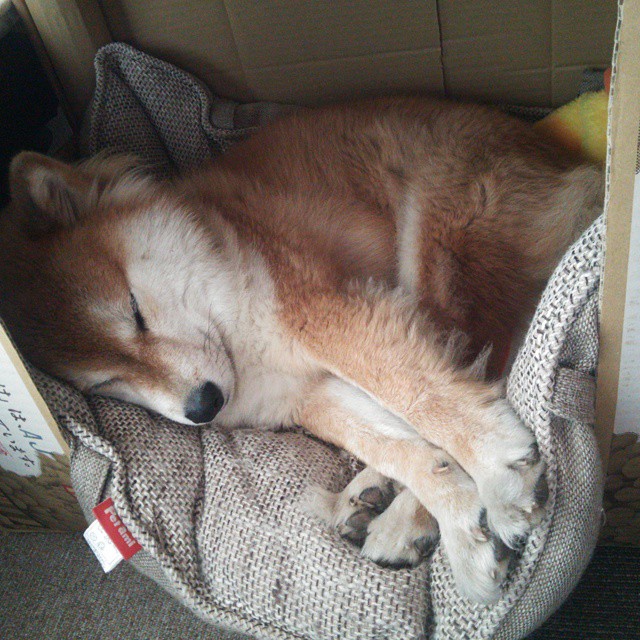 弗朗索瓦·霍尔茨豪伊泽：南非队的背后大师，迅速调整战术应对挑战