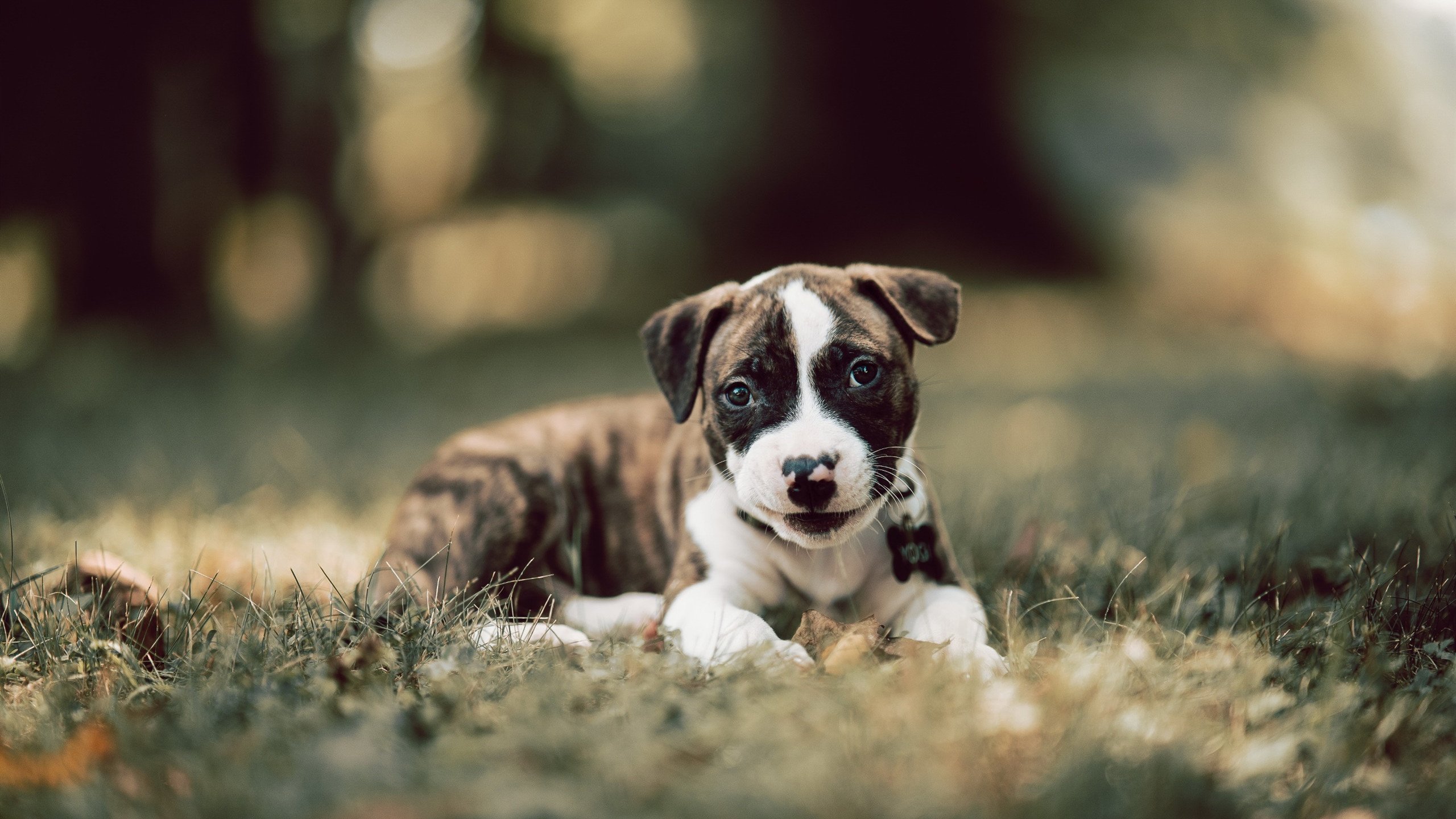 新西兰橄榄球：国际赛事中依旧是最具看点的球队，新西兰橄榄球和美国哪个厉害