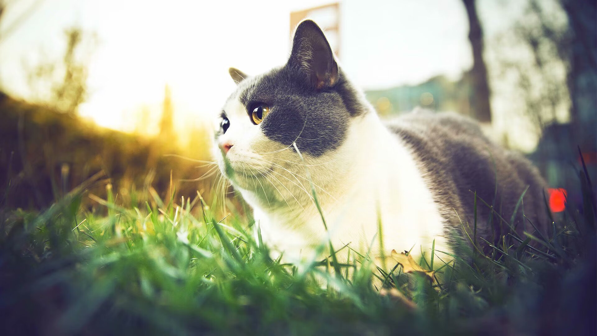 美国队冲线瞬间激发现场热情，美国队重新比赛